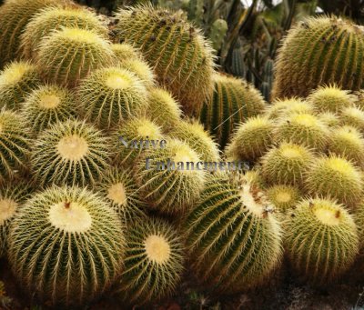 (image for) Golden Barrel Cactus - Echinocactus grusonii 1 gallon