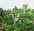 (image for) Cochineal Cactus, Nopal - Nopalea cochenillifera 5 gallon