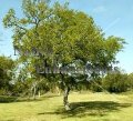 (image for) Cedar Elm – Ulmus crassifolia 5 gallon