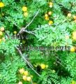 Goldenball Leadtree - Leucaena retusa 5 gallon