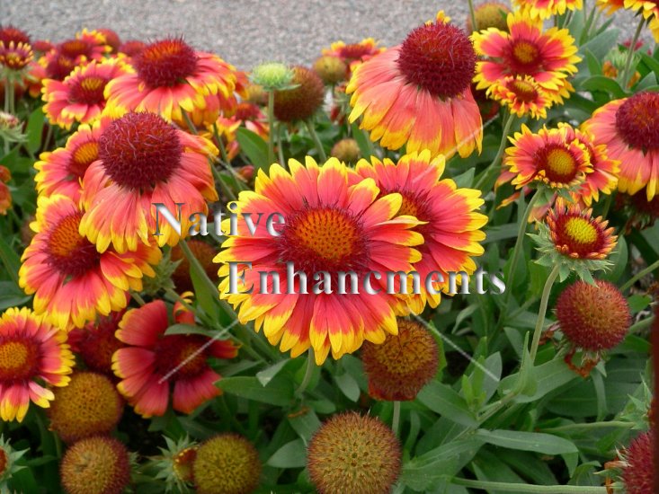 Gaillardia x online grandiflora