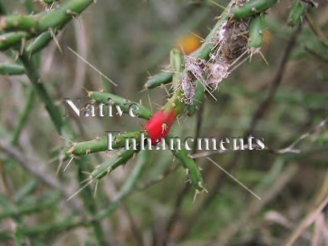 (image for) Tasajillo - Cylindropuntia leptocaulis - 5 gallon