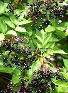 Elderberry - Sambucus canadensis 5 gallon
