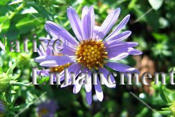 (image for) Fall Aster, Hill Country Aster - Aster oblongifolius 1 gal.