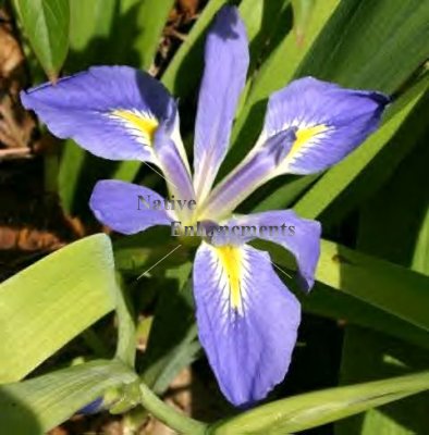 (image for) Zig Zag Iris - Iris brevicaulis 5 gallon