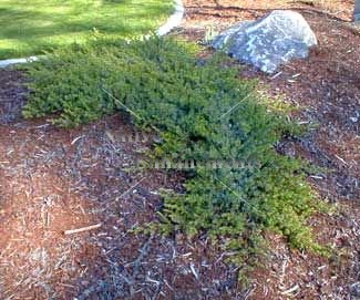 (image for) Creeping Juniper - Juniperus horizontalis 1 gallon