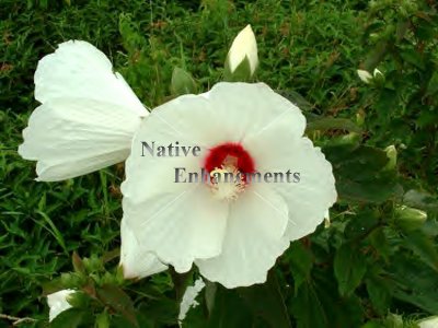Swamp Rose Mallow - Hibiscus moscheutos 1 gallon