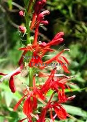 (image for) Cardinal Flower - Lobelia cardinalis 1 gallon