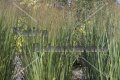 Switchgrass - Panicum virgatum 1 gallon
