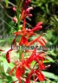 Cardinal Flower - Lobelia cardinalis 1 gallon