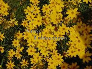 (image for) Copper Canyon Daisy - Tagetes lemmonii 1 gallon