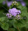 (image for) Floss Flower - Ageratum houstonianum 4 inch