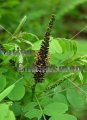 (image for) Indigobush – Amorpha fruticosa 5 gallon