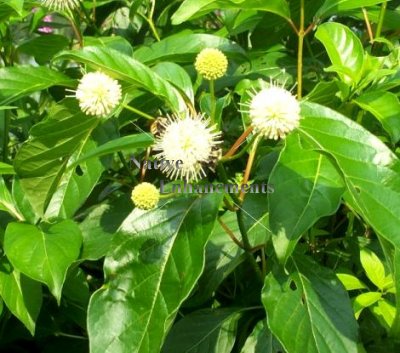 Buttonbush - Cephalanthus occidentalis 5 gallon