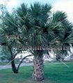 (image for) Texas Palm – Sabal mexicana 15 gallon