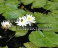 White Water Lily - Nymphaea odorata