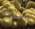 Golden Barrel Cactus - Echinocactus grusonii 1 gallon