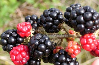 (image for) Blackberry, Black Cap Raspberry - Rubus x 5 gallon