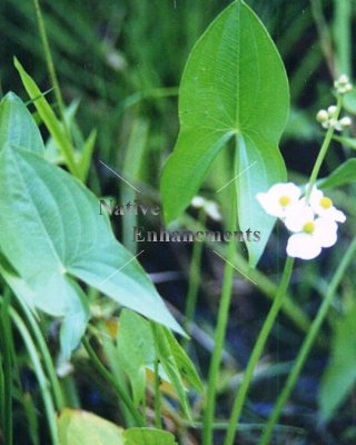 (image for) Duck Potato - Sagittaria latifolia / Plug