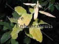 (image for) Mexican White Oak - Quercus polymorpha 15 gallon