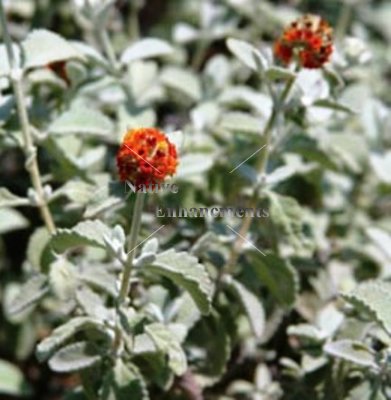 (image for) Woolly Butterfly Bush - Buddleja marrubiifolia 1 gallon