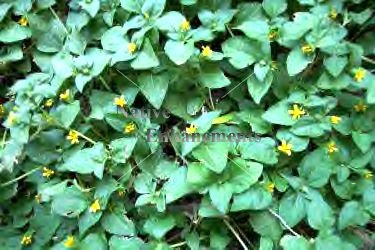 (image for) Horseherb – Calyptocarpus vialis 4 inch or bare root