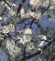(image for) Mexican Plum - Prunus mexicana 5 gallon