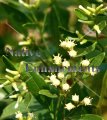 (image for) Salt Bush - Baccharis halimifolia / Plug