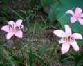 Pink Rain Lily - Zephyranthes grandiflora 1 gallon
