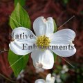 Flowering Dogwood - Cornus florida 5 gallon