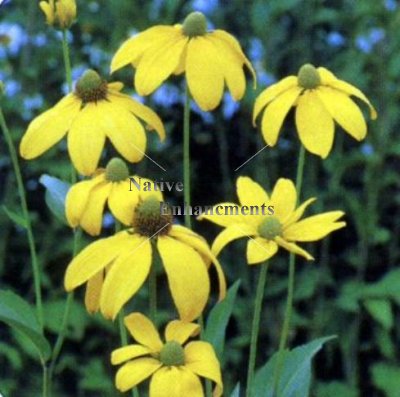 (image for) Shiny Coneflower - Rudbeckia nitida 1 gallon