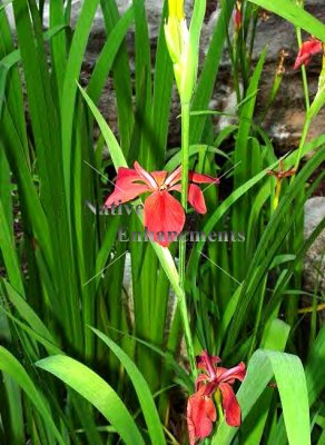 Copper Iris - Iris fulva 1 gallon