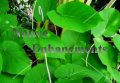 (image for) Rootbeer Plant - Piper auritum 5 gallon