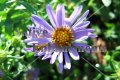 (image for) Fall Aster, Hill Country Aster - Aster oblongifolius 1 gal.