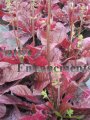 Lyre Leaf Sage - Salvia lyrata 1 gallon