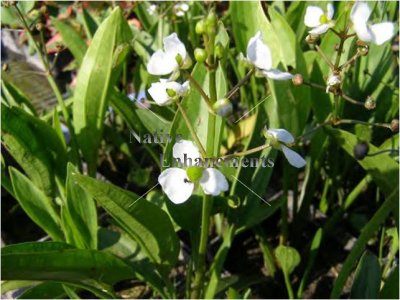 (image for) Grassy Arrowhead - Saggitaria graminea / Bare Root Bundle