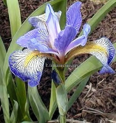 (image for) Blue Flag Iris - Iris virginica 5 gallon