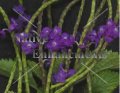 Purple Porter Weed - Stachytarpheta sp. 1 gallon