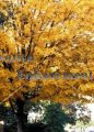 Chalk Maple - Acer leucoderme 5 gallon