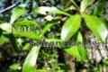 (image for) Laurel Oak - Quercus laurifolia 5 gallon