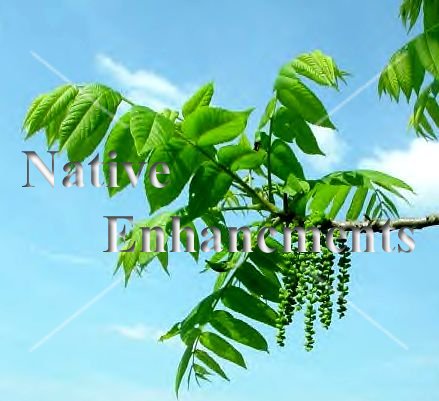 (image for) Black Walnut - Juglans nigra 5 gallon