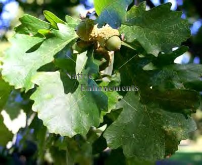 (image for) Bur Oak - Quercus macrocarpa 5 gallon