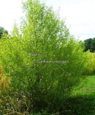 (image for) Black Willow - Salix nigra 5 gallon