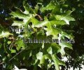 (image for) Shumard Red Oak - Quercus shumardii 5 gallon