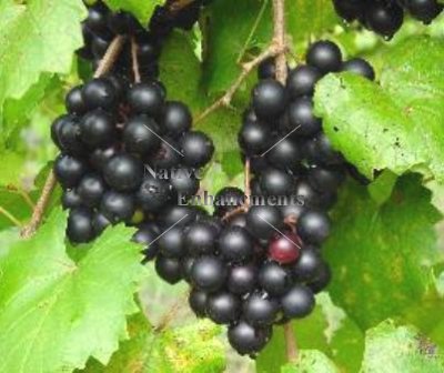 (image for) Muscadine Grape - Vitis rotundifolia 5 gallon