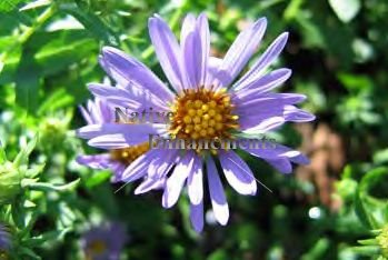 Fall Aster, Hill Country Aster - Aster oblongifolius 1 gal.