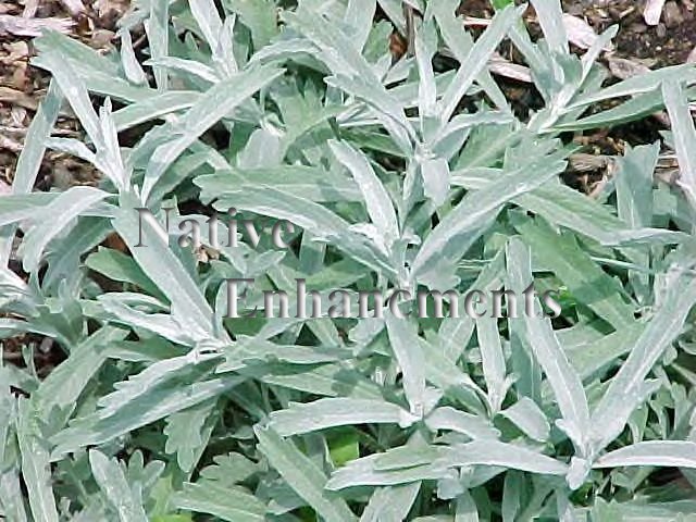 Artemisia ludoviciana (White Sage)