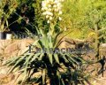 (image for) Soft Leaf Yucca - Yucca recurvifolia 5 gallon