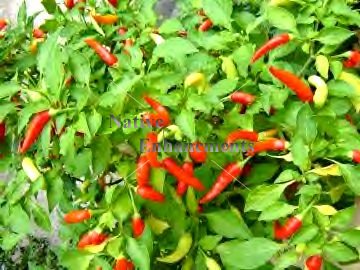 (image for) Cayenne Pepper - Capsicum annuum (Longum Group) 4 inch