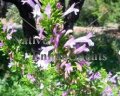 (image for) Mexican Oregano - Poliomintha longiflora 1 gallon